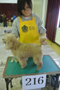 kkc 트리머 자격시험 2013.3.10