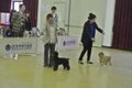 제 84회 KKC 핸들러 자격시험 2013.3.10
